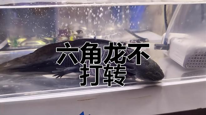 六角恐龍魚需要什么樣的過濾系統(tǒng)？