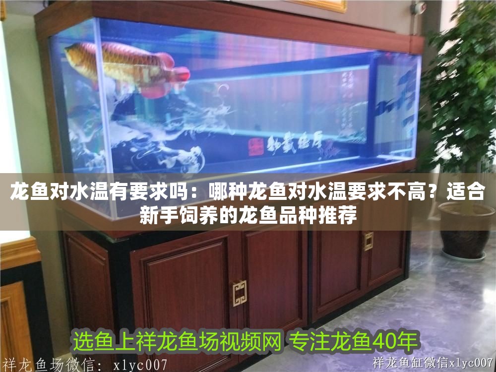 龍魚對水溫有要求嗎：哪種龍魚對水溫要求不高？適合新手飼養的龍魚品種推薦