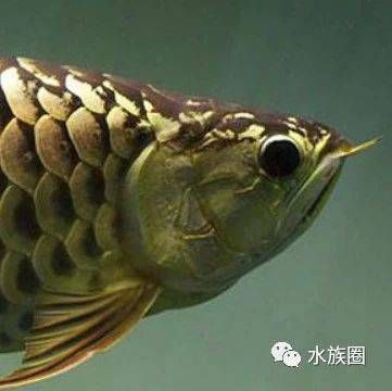 龍魚缸魔袋