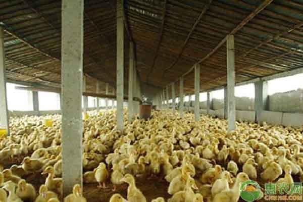 熱帶淡水觀賞魚有哪些品種（ 熱帶淡水魚觀賞魚圖片及名稱） 熱帶淡水觀賞魚有哪些品種（ 熱帶淡水魚觀賞魚圖片及名稱） 馬來西亞咖啡 第2張