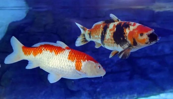 玻璃魚缸和塑料魚缸哪個更好（ 塑料魚缸和玻璃魚缸的區別）