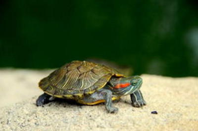 仟湖g2飼料怎么樣，仟湖魚業(yè)集團(tuán)