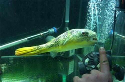 仟湖龍魚飼料效果好嗎（仟湖龍魚飼料真假）