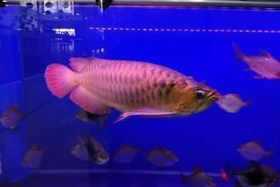 熱帶魚的魚缸里可以養(yǎng)吊蘭嗎？，吊蘭在魚缸養(yǎng)護(hù)的常見問題