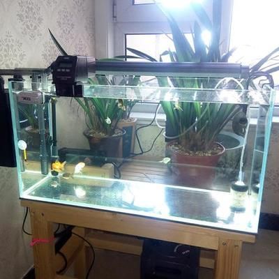 熱帶魚的魚缸里可以養(yǎng)吊蘭嗎？，吊蘭在魚缸養(yǎng)護的常見問題