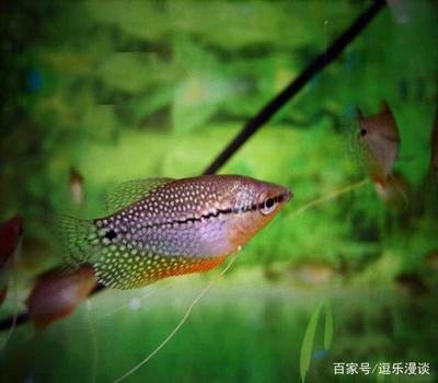 龍魚拉的屎是白色的怎么回事（ 龍魚拉的屎是白色的怎么回事兒）