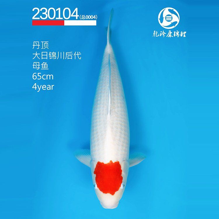 普通錦鯉多少錢一只【《錦鯉價格大揭秘澳寶工坊直供,02:35大錦鯉魚多少錢一條疆途客】
