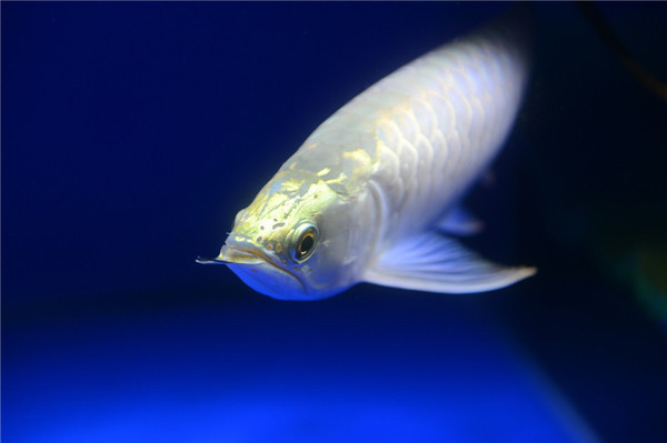 有點像金龍魚的魚叫什么：探秘有點像金龍魚的魚，水中的奇妙近親