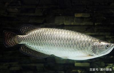 龍魚撞缸后趴缸正常嗎：龍魚撞缸后趴缸怎么辦