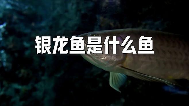 龍魚檢疫期間需要喂食嗎 龍魚檢疫期間需要喂食嗎 龍魚百科 第3張