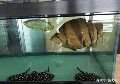 25厘米的龍魚配多大的虎魚好養：虎魚和虎魚的飼養注意事項