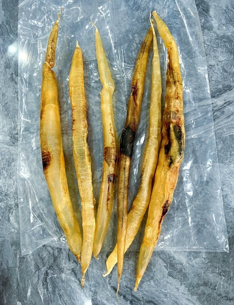正宗金龍魚膠絲多少錢一克 正宗金龍魚膠絲多少錢一克 龍魚百科 第2張