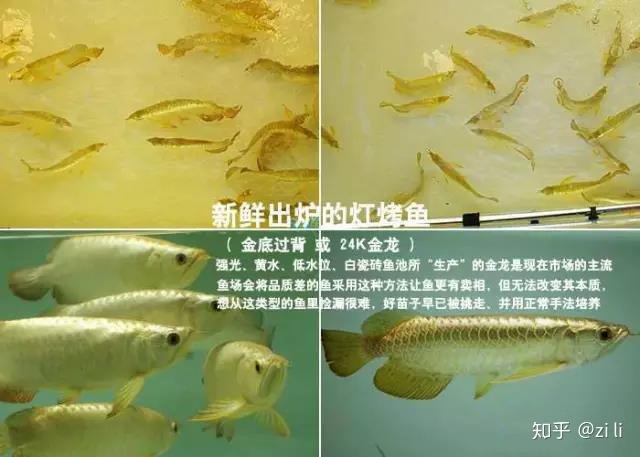如何區分古典龍魚和改良品種？