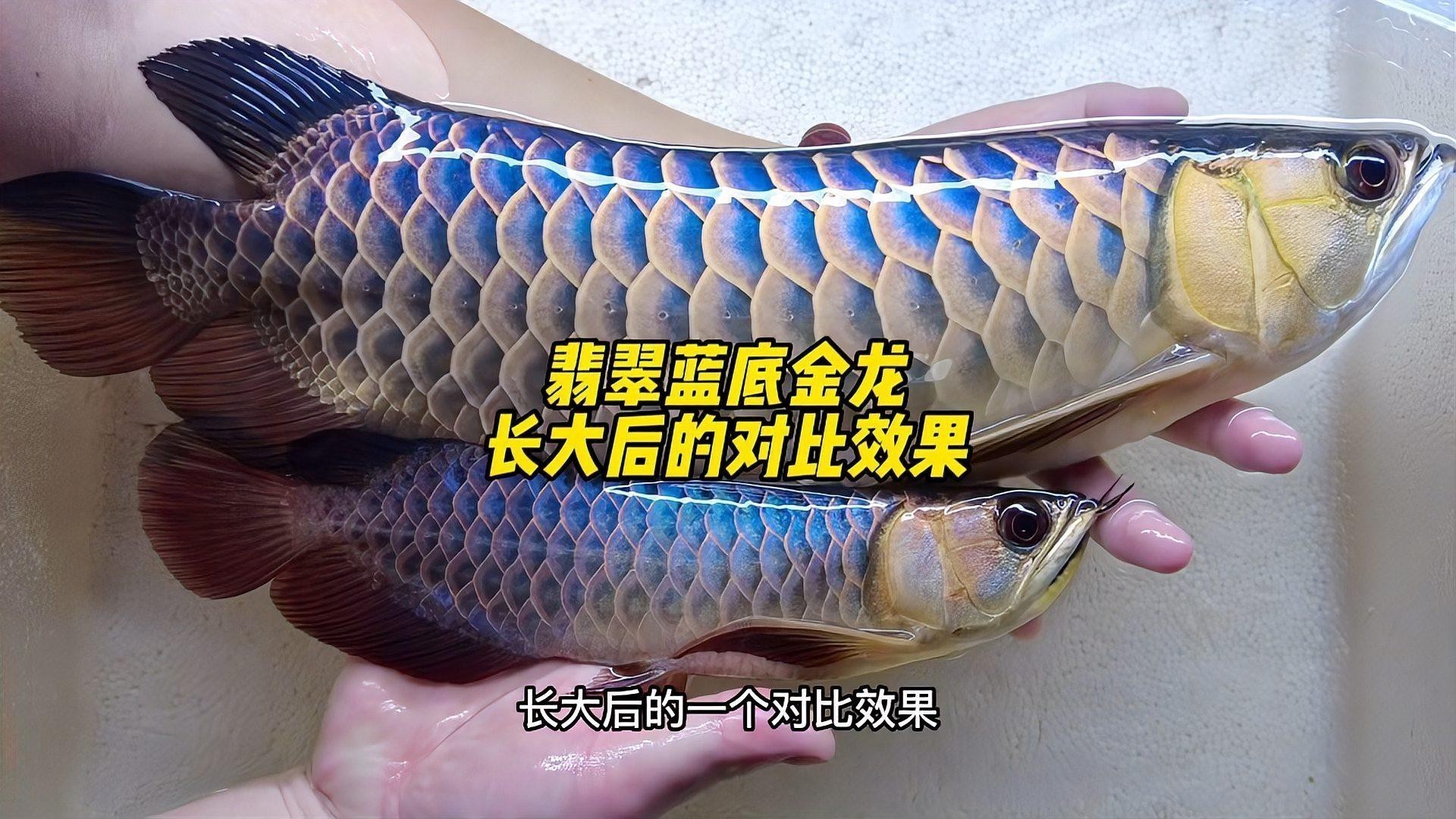 如何區分古典龍魚和改良品種？
