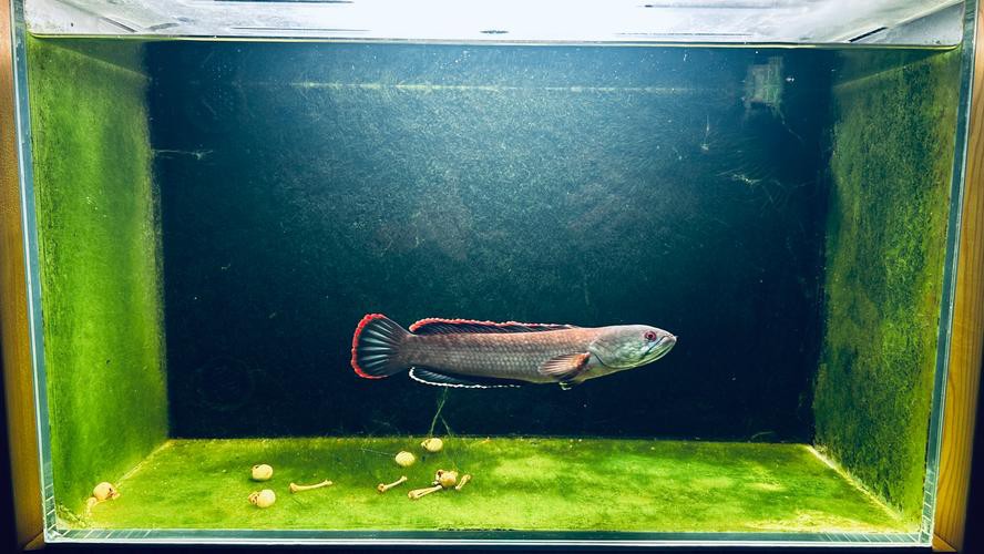 火背雷龍魚苗是先張白邊嗎