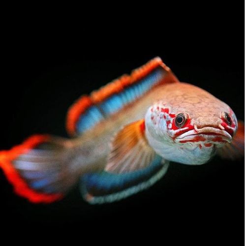火背雷龍魚苗是先張白邊嗎