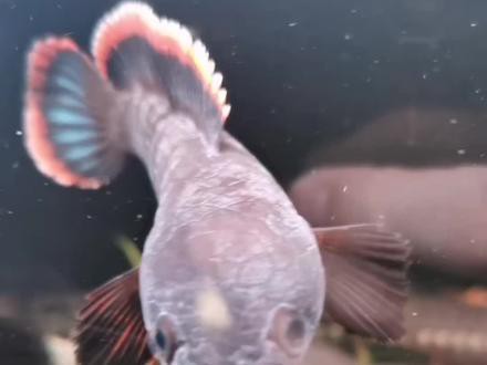 火背雷龍魚苗是先張白邊嗎