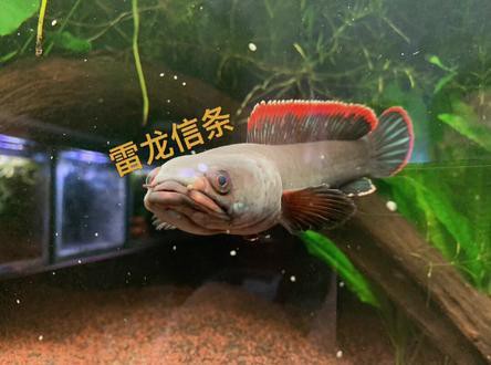 火背雷龍魚苗是先張白邊嗎