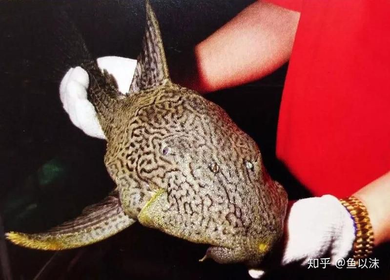 綠皮皇冠豹怎么繁殖 龍魚百科 第3張 綠皮皇冠豹怎么繁殖 綠皮皇冠豹怎么繁殖 龍魚百科 第3張