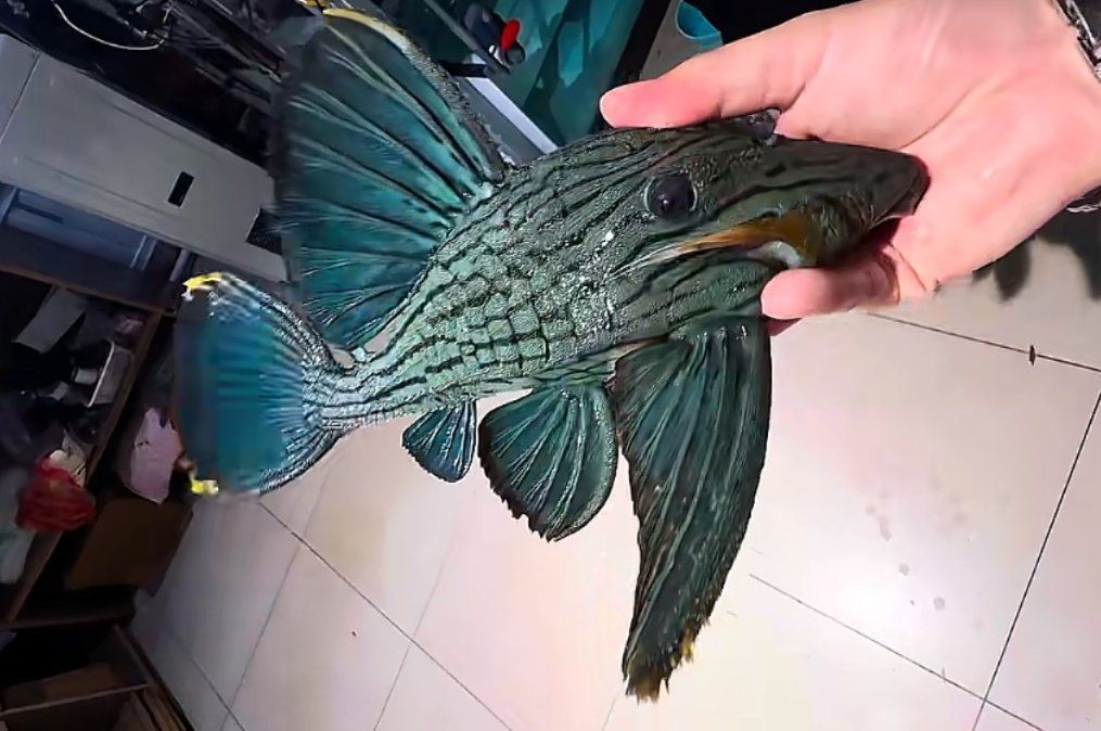 綠皮皇冠豹怎么繁殖 龍魚百科 第2張 綠皮皇冠豹怎么繁殖 綠皮皇冠豹怎么繁殖 龍魚百科 第2張