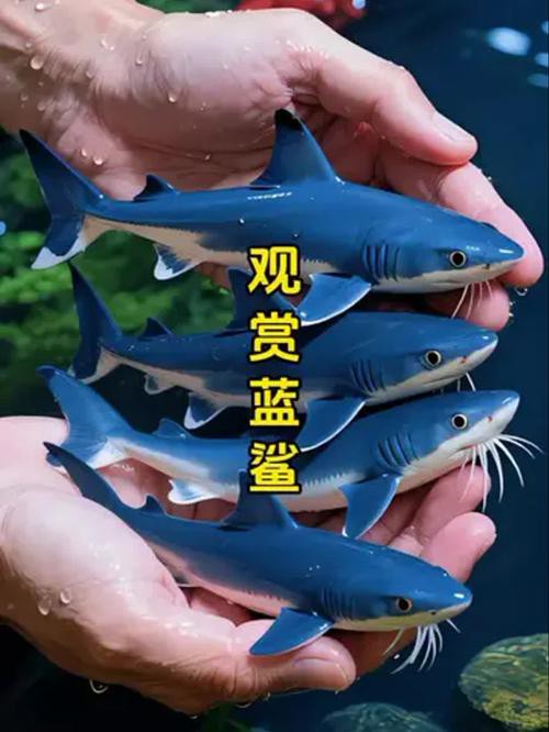 藍(lán)鯊能和恐龍魚混養(yǎng)嗎圖片