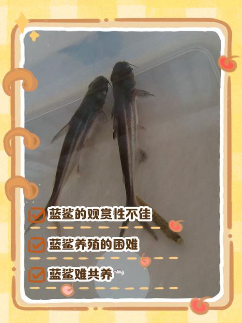 藍(lán)鯊能和恐龍魚混養(yǎng)嗎圖片
