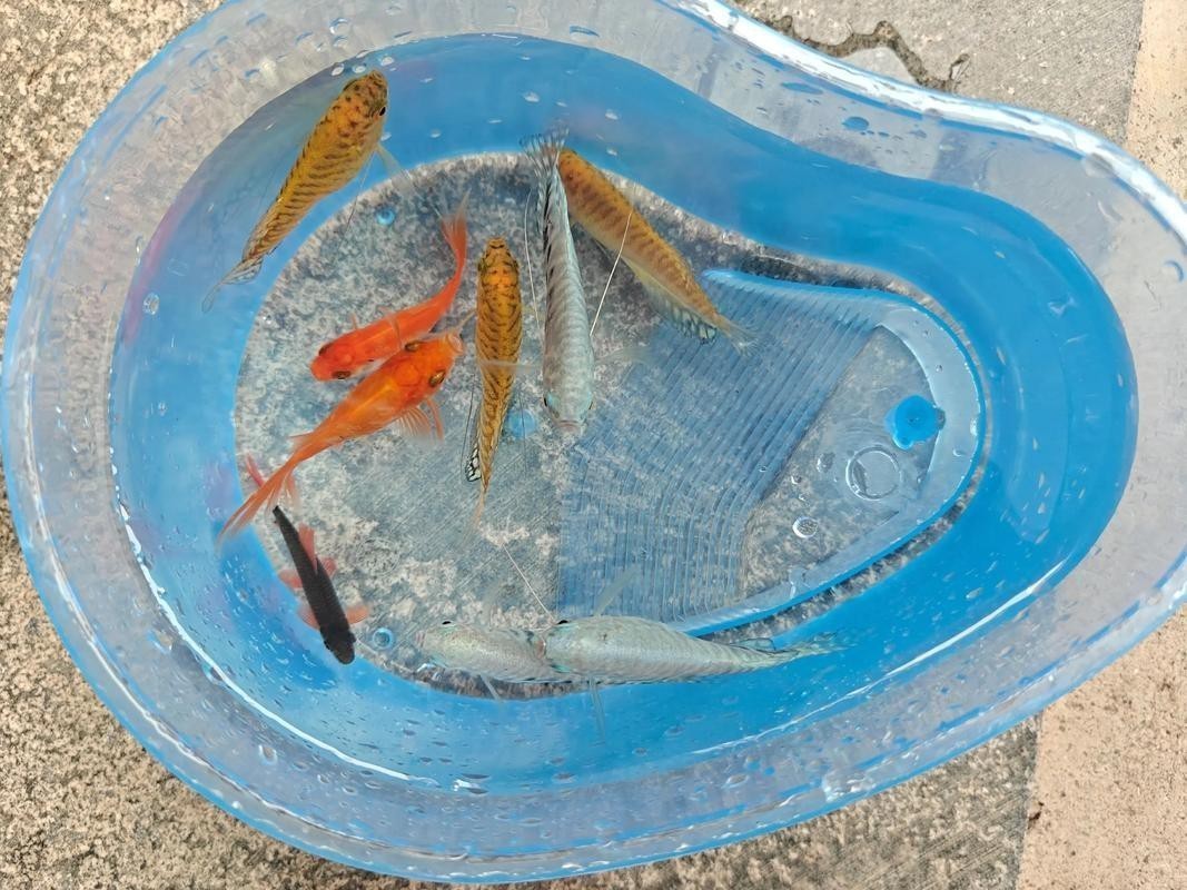 藍(lán)鯊能和恐龍魚混養(yǎng)嗎圖片