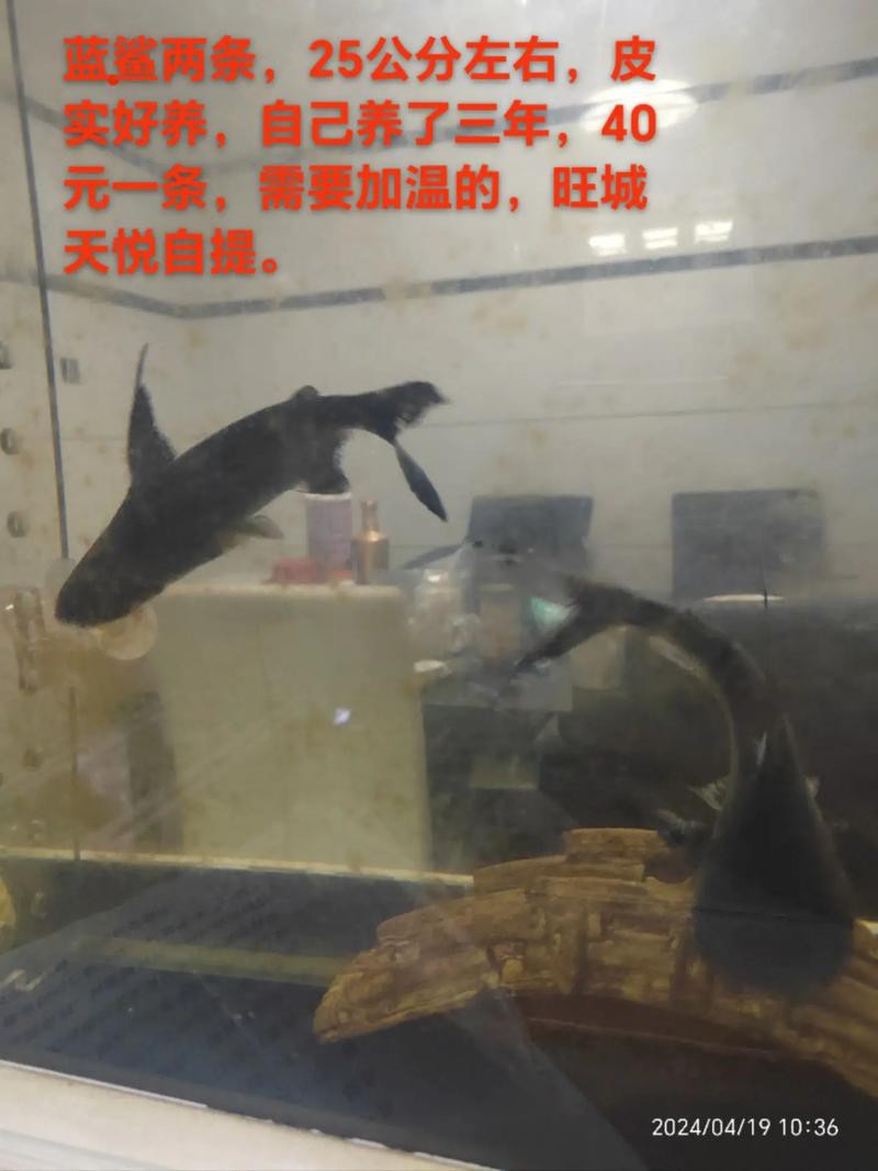 藍鯊能和恐龍魚混養嗎圖片
