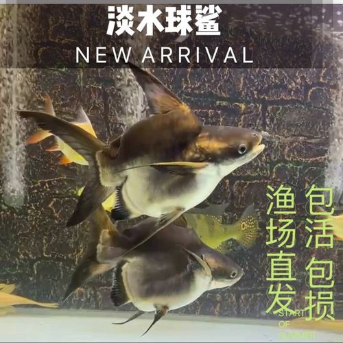 藍(lán)鯊能和恐龍魚混養(yǎng)嗎圖片