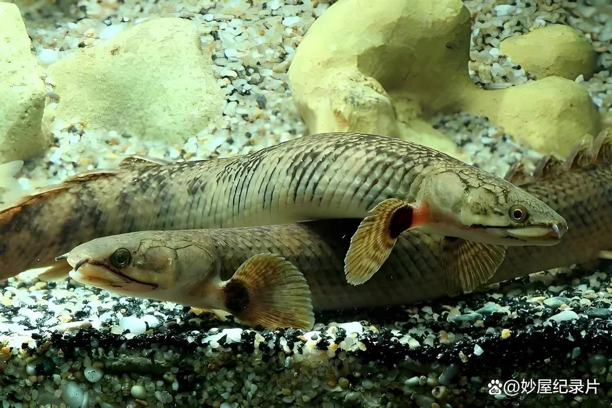 藍(lán)鯊能和恐龍魚混養(yǎng)嗎圖片