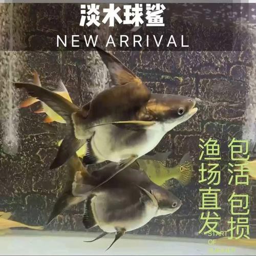 藍鯊能和恐龍魚混養嗎圖片
