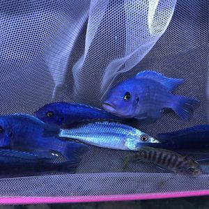 伊巴卡魚和龍魚混養好嗎：p伊巴卡魚和龍魚混養的注意事項