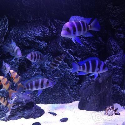 伊巴卡魚和龍魚混養好嗎：p伊巴卡魚和龍魚混養的注意事項