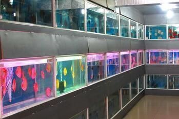 網(wǎng)購龍魚哪家好一點：李亞四龍魚品牌特色解析