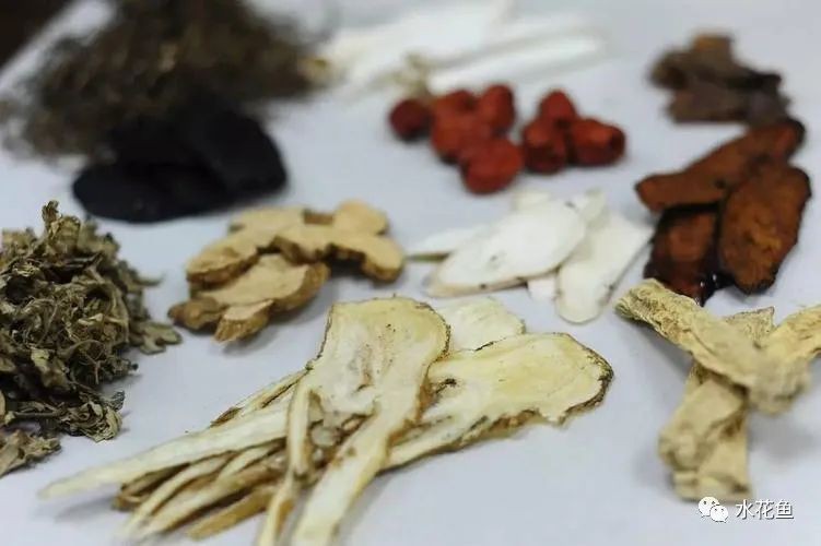 有哪些中草藥可以治療細菌性魚病?,中草藥防治魚病的32種中藥你都知道嗎 龍魚百科 第1張 有哪些中草藥可以治療細菌性魚病?,中草藥防治魚病的32種中藥你都知道嗎 有哪些中草藥可以治療細菌性魚病?,中草藥防治魚病的32種中藥你都知道嗎 龍魚百科 第1張