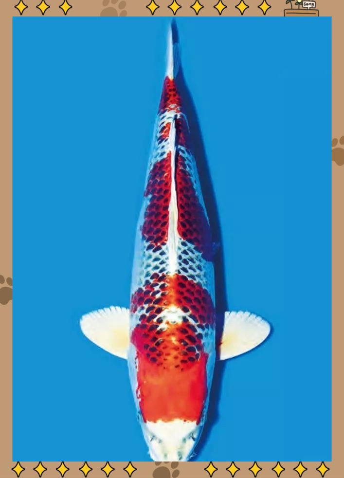 有哪些中草藥可以治療細菌性魚病?,中草藥防治魚病的32種中藥你都知道嗎 龍魚百科 第5張 有哪些中草藥可以治療細菌性魚病?,中草藥防治魚病的32種中藥你都知道嗎 有哪些中草藥可以治療細菌性魚病?,中草藥防治魚病的32種中藥你都知道嗎 龍魚百科 第5張