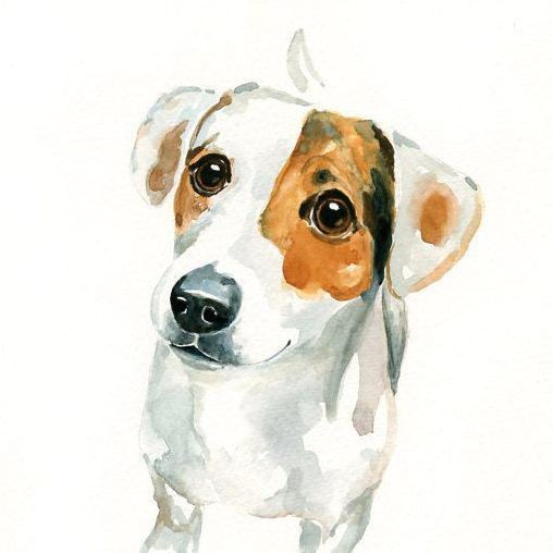 金元寶魚是玫瑰鯽魚