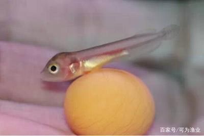 小龍魚生寶寶過程：關于小龍魚生寶寶的過程，小龍魚生寶寶的注意事項