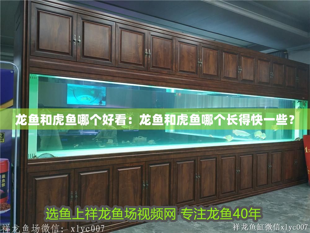 龍魚和虎魚哪個好看：龍魚和虎魚哪個長得快一些？