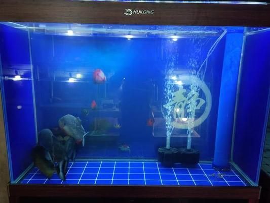 魚缸里的水有很多泡泡，如何判斷魚缸水泡的來源？魚缸換水的最佳時機是什么時候？