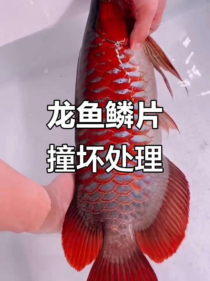 龍魚鱗片爛了應該如何治療？