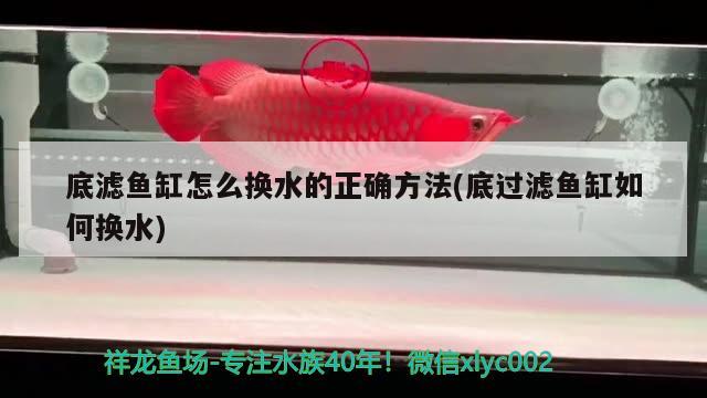 幾條金龍魚混養(yǎng)最好：金龍魚混養(yǎng)幾條比較好 幾條金龍魚混養(yǎng)最好：金龍魚混養(yǎng)幾條比較好 龍魚百科 第2張
