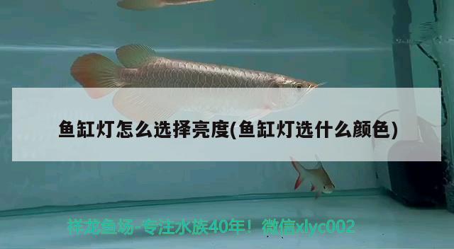 幾條金龍魚混養(yǎng)最好：金龍魚混養(yǎng)幾條比較好 幾條金龍魚混養(yǎng)最好：金龍魚混養(yǎng)幾條比較好 龍魚百科 第3張