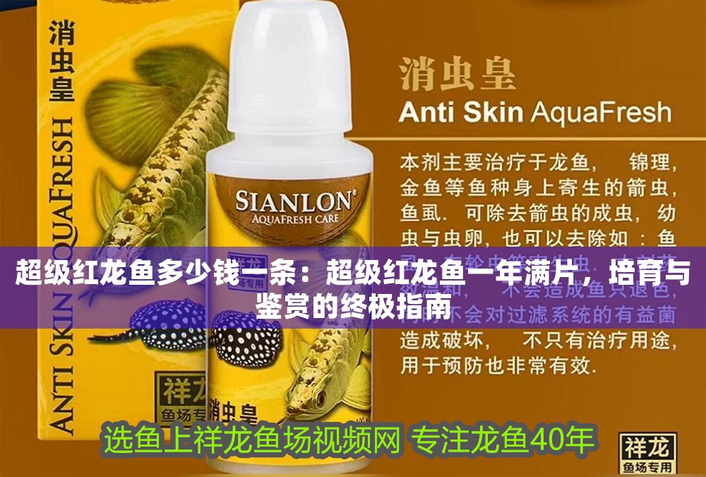 超級紅龍魚多少錢一條：超級紅龍魚一年滿片，培育與鑒賞的終極指南