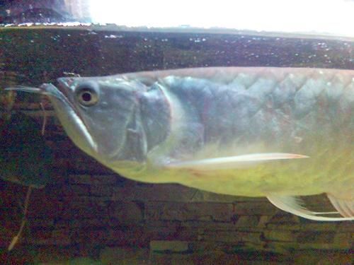 龍魚胡須斷了能吃東西嗎：龍魚胡須斷了后，可能會影響到其捕食能力和外觀美感