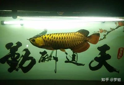 養龍魚需要什么過濾設備好 養龍魚需要什么過濾設備好 龍魚百科 第2張