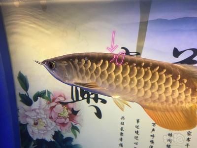 金龍魚怎么爬背 金龍魚怎么爬背 龍魚百科 第4張