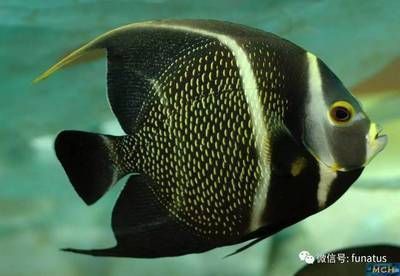 金龍魚怎么爬背 金龍魚怎么爬背 龍魚百科 第2張