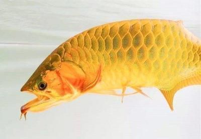 金恐龍魚吃小魚嗎會死嗎（金龍魚人工飼料品牌推薦金龍魚消化系統(tǒng)特點推薦）