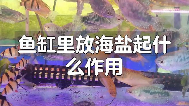 養龍魚需要放海鹽嗎